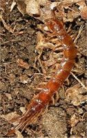 Centipedes of the British Isles