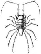 Crustacea of Norway, Vol. II: Isopoda