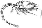 Crustacea of Norway, Vol. III: Cumacea