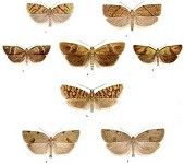 British Tortricoid Moths, Vols I & II